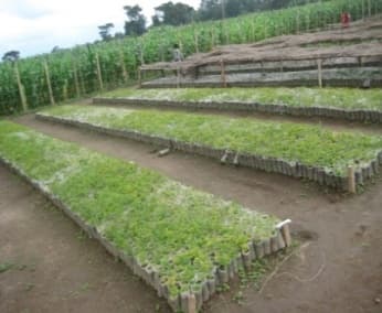 Rows of tree and fruit seedlings at the nursery site