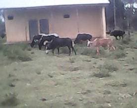 Roko kebele health post before intervention — unprotected, with cattle grazing around it